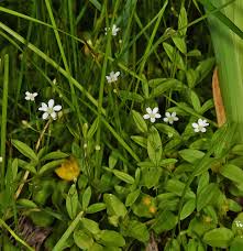 Attēlu rezultāti vaicājumam “Moehringia lateriflora flower”