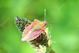 Attēlu rezultāti vaicājumam “Carpocoris purpureipennis”