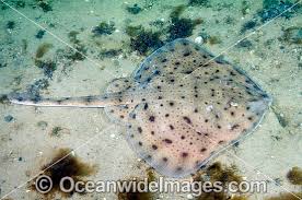 Image result for Leucoraja