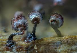 Attēlu rezultāti vaicājumam “Cribraria cancellata spores”