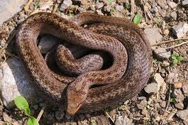 Attēlu rezultāti vaicājumam “Coronella austriaca”