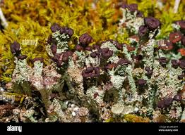 Attēlu rezultāti vaicājumam “Cladonia ramulosa”