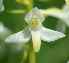 Attēlu rezultāti vaicājumam “Platanthera bifolia leaf”