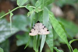 Attēlu rezultāti vaicājumam “Macaria wauaria”