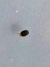 Attēlu rezultāti vaicājumam “Bryobia praetiosa”