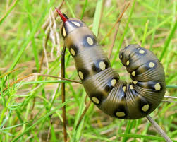 Attēlu rezultāti vaicājumam “Hyles gallii imago”