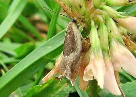 Attēlu rezultāti vaicājumam “Ancylis badiana”