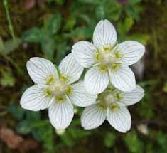 Attēlu rezultāti vaicājumam “Parnassia palustris leaf”