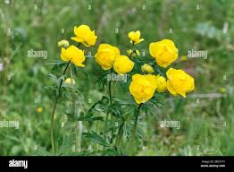 Attēlu rezultāti vaicājumam “Trollius europaeus bud”