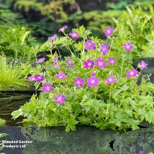 Attēlu rezultāti vaicājumam “Geranium palustre flower”