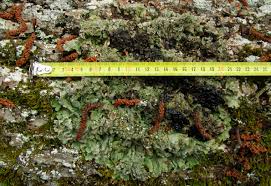 Attēlu rezultāti vaicājumam “Lobaria amplissima”