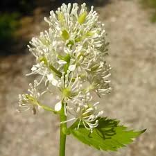 Image result for Christophskraut