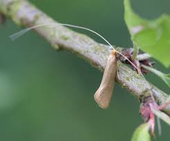 Attēlu rezultāti vaicājumam “Nematopogon sp.”