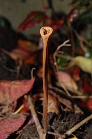 Attēlu rezultāti vaicājumam “Macrotyphula juncea”