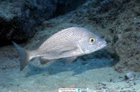 Image result for Haemulon carbonarium