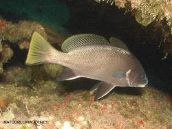 Image result for Sciaena umbra