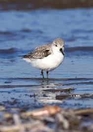 Attēlu rezultāti vaicājumam “Calidris alba”