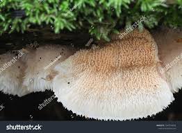 Attēlu rezultāti vaicājumam “Phlebia tremellosa”