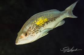 Image result for Epinephelus costae