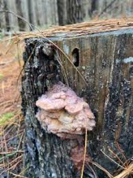 Attēlu rezultāti vaicājumam “Leptoporus mollis”