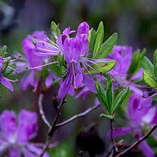 Attēlu rezultāti vaicājumam “Rhododendron canadense”