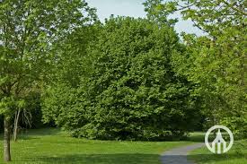 Attēlu rezultāti vaicājumam “Corylus avellana”