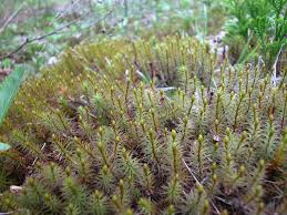 Attēlu rezultāti vaicājumam “Pohlia bulbifera”