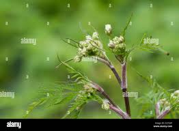 Attēlu rezultāti vaicājumam “Anthriscus sylvestris bud”