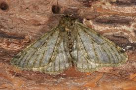 Attēlu rezultāti vaicājumam “Phigalia pilosaria”