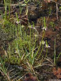Attēlu rezultāti vaicājumam “Myosurus minimus flower”