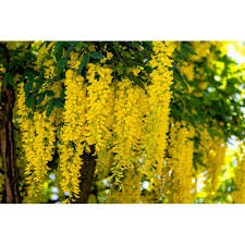 Attēlu rezultāti vaicājumam “Laburnum anagyroides flower”