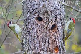 Attēlu rezultāti vaicājumam “Picus viridis nest”
