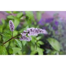 Attēlu rezultāti vaicājumam “Mentha spicata flower”