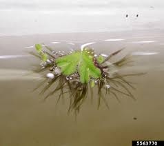 Attēlu rezultāti vaicājumam “Ricciocarpos natans”