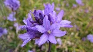 Attēlu rezultāti vaicājumam “Didymium proximum stalked”