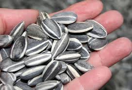 sunflower seed