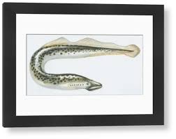 Image result for Petromyzon marinus