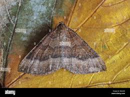 Attēlu rezultāti vaicājumam “Larentia clavaria”