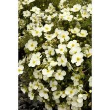 Attēlu rezultāti vaicājumam “Potentilla arenaria flower”
