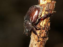 Attēlu rezultāti vaicājumam “Hoplia graminicola”