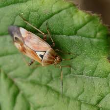 Attēlu rezultāti vaicājumam “Lygus pratensis nymph”