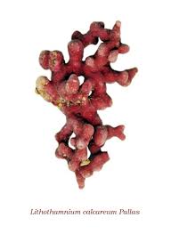 Attēlu rezultāti vaicājumam “Gymnostomum calcareum”