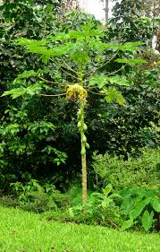 Image result for Carica papaya