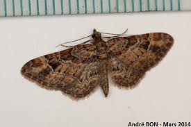 Attēlu rezultāti vaicājumam “Gymnoscelis rufifasciata”