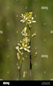 Attēlu rezultāti vaicājumam “Arabis glabra”