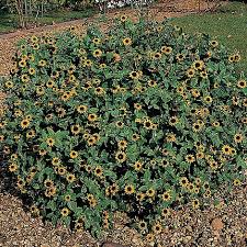 Image result for Sanvitalia procumbens