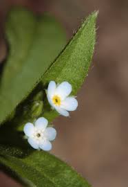 Attēlu rezultāti vaicājumam “Myosotis sparsiflora flower”
