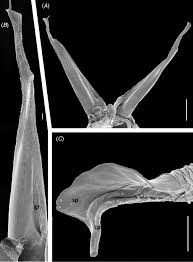 Attēlu rezultāti vaicājumam “Ommatoiulus vilnensis”