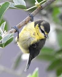 Attēlu rezultāti vaicājumam “Cyanistes caeruleus juvenile”