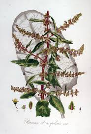 Attēlu rezultāti vaicājumam “Rumex obtusifolius”